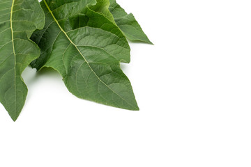 Obraz premium Nan Fui Chao herbal leaves or Bitterleaf tree (Gymnanthemum extensum) isolated on white background. concept Herbal and Vegetable extracts are medications for treating diabetes and heart disease.