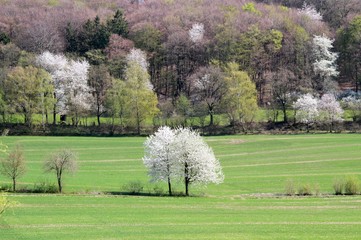 Frühlingslandschaft mit blühenden Obstbäumen und grünen Wiesen - 338714183