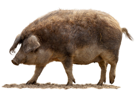 Ein Wollschwein seitlich stehend auf wei&szlig;em Hintergrund.