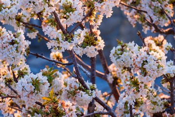 cherry flower tree spring blossom 