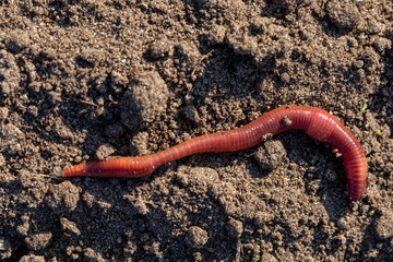 Junge Regenwürmer
