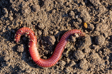 Junge Regenwürmer