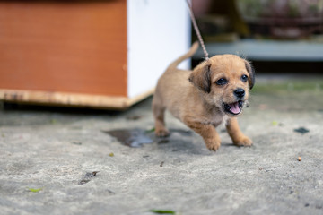 Very Small Cute Adorable Brown Guard Dog Chained to Doghouse