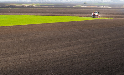 Tractor spraying pesticides wheat field.