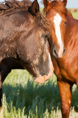 portrait of a wild horse