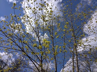 spring