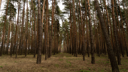 spring nature trees blooming flowers pine lake Russia middle lane water reservoir gardens sky clouds