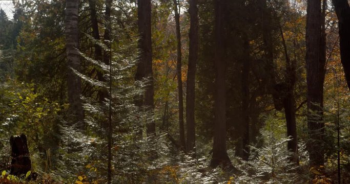 Overgrown woods with back sunlight on pine trees.