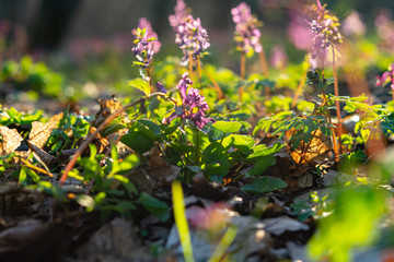 Beautiful spring flower corydalis in forest. Spring primrose tufted (Corydalis) on a blurred forest background. Spring flower in selective focus