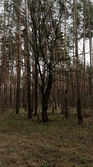 spring nature trees blooming flowers pine lake Russia middle lane water reservoir gardens sky clouds
