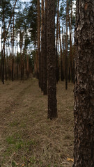 Obraz premium spring nature trees blooming flowers pine lake Russia middle lane water reservoir gardens sky clouds