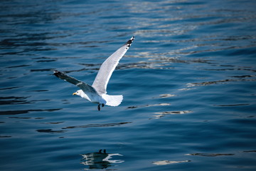 A seagull flying over sea , Takamatsu city, Kagawa, Shikoku, Japan