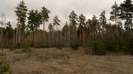 spring nature trees blooming flowers pine lake Russia middle lane water reservoir gardens sky clouds