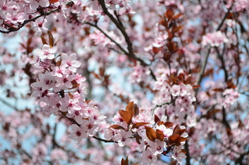 pink blossom