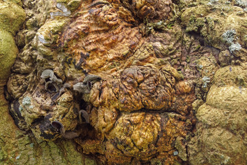 Wart on a tree close up