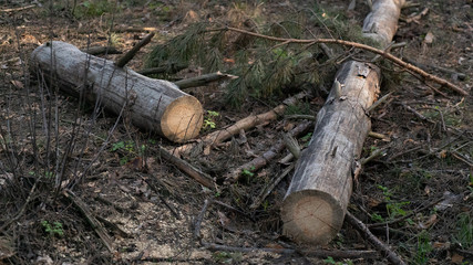 spring nature trees blooming flowers pine lake Russia middle lane water reservoir gardens sky clouds