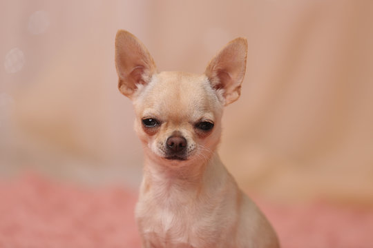 humor. funny faces of chihuahua dogs