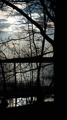 spring nature trees blooming flowers pine lake Russia middle lane water reservoir gardens sky clouds