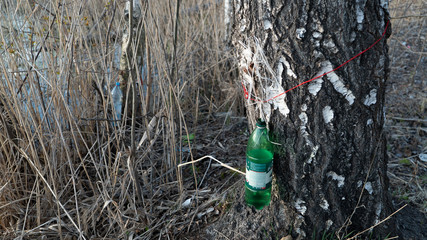 spring nature trees blooming flowers pine lake Russia middle lane water reservoir gardens sky clouds