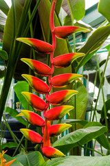Blooming heliconia pendula.