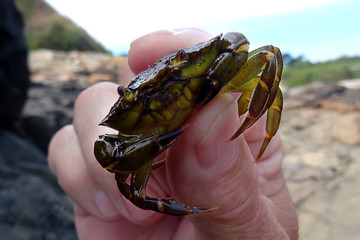 Carcinus maenas