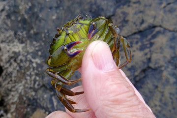 Carcinus maenas