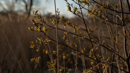 spring nature trees blooming flowers pine lake Russia middle lane water reservoir gardens sky clouds