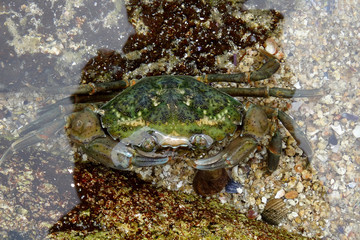 Carcinus maenas