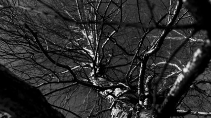 spring nature trees blooming flowers pine lake Russia middle lane water reservoir gardens sky clouds