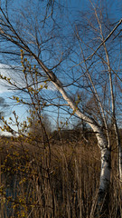 spring nature trees blooming flowers pine lake Russia middle lane water reservoir gardens sky clouds