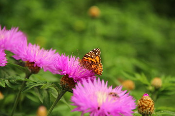 butterfly on flower