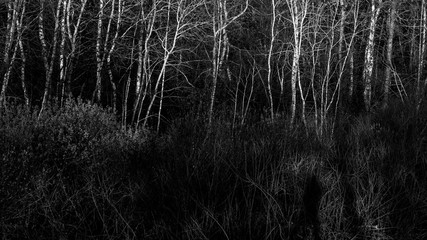 spring nature trees blooming flowers pine lake Russia middle lane water reservoir gardens sky clouds