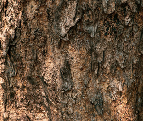 Old tree bark textured background, closeup