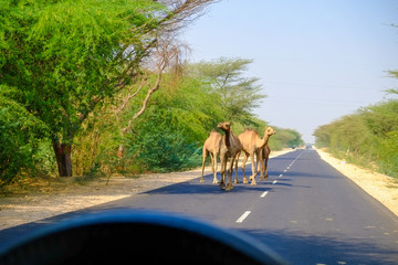 インド、ラジャスタン州のジャイサルメールから車で20キロのパキスタン国境近くの村でキャメルサファリに行った時の様子