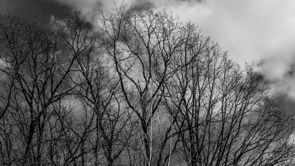 spring nature trees blooming flowers pine lake Russia middle lane water reservoir gardens sky clouds