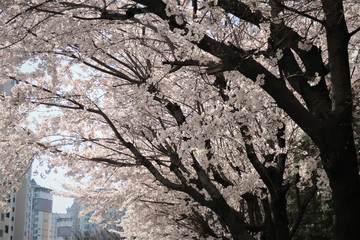 벚꽃나무 풍경