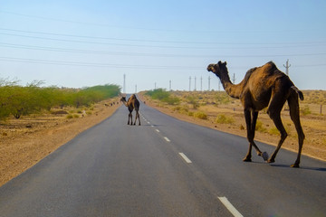 インド、ラジャスタン州のジャイサルメールから車で20キロのパキスタン国境近くの村でキャメルサファリに行った時の様子 © mizoyoko
