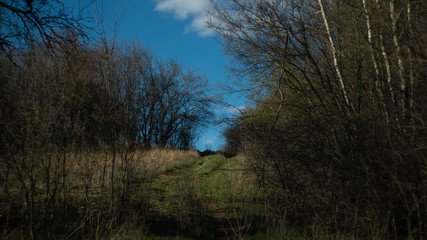 spring nature trees blooming flowers pine lake Russia middle lane water reservoir gardens sky clouds