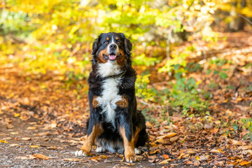 bernese mountain dog in autumn