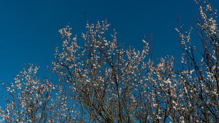 spring nature trees blooming flowers pine lake Russia middle lane water reservoir gardens sky clouds