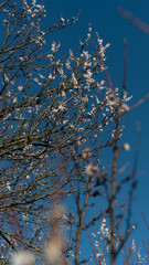 spring nature trees blooming flowers pine lake Russia middle lane water reservoir gardens sky clouds