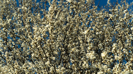 spring nature trees blooming flowers pine lake Russia middle lane water reservoir gardens sky clouds