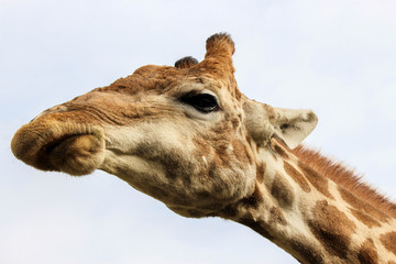 Close up of a giraffe head with a blank background