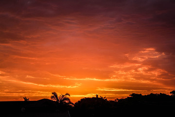 Orange and Yellow sunset with a black outline of palm trees