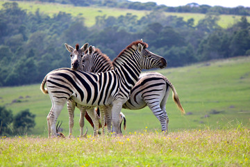 Fototapeta na wymiar A group of 3 zebras all looking in different directions in a meadow of yellow flowers with a blurry background of trees