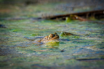 common toad - (Bufo bufo), Czech Republic