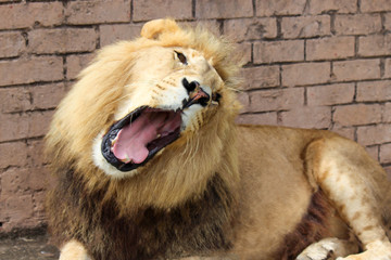 Male roaring lion lying down in front of a brick wall