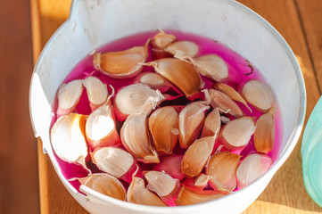 Soaking garlic cloves in a red solution of valerian before planting in the ground.