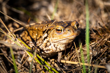 common toad - (Bufo bufo), Czech Republic