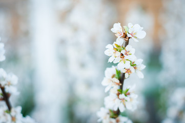 Very beautiful photo of cherry blossoms with a blurred background.